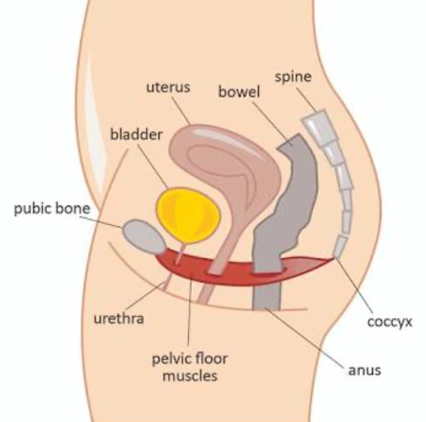 Pelvic Floor Conditions - Maboneng Center for Women's Health